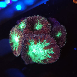 Pink & Teal Blasto Cluster