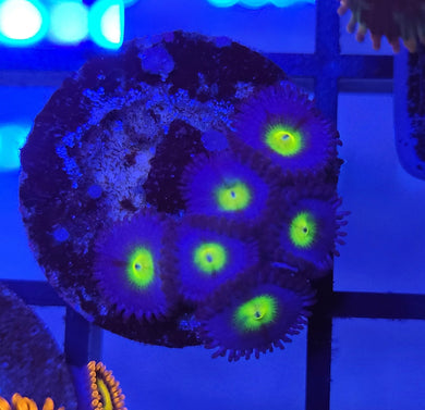 AOI Zoas