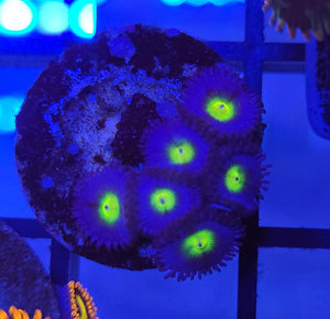 AOI Zoas