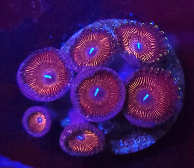 Pink Orchid Zoas