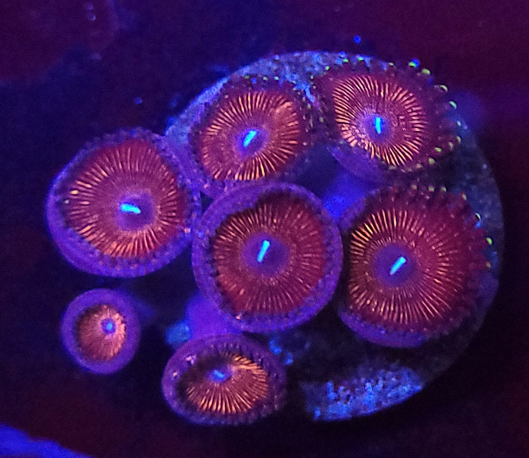 Pink Orchid Zoas
