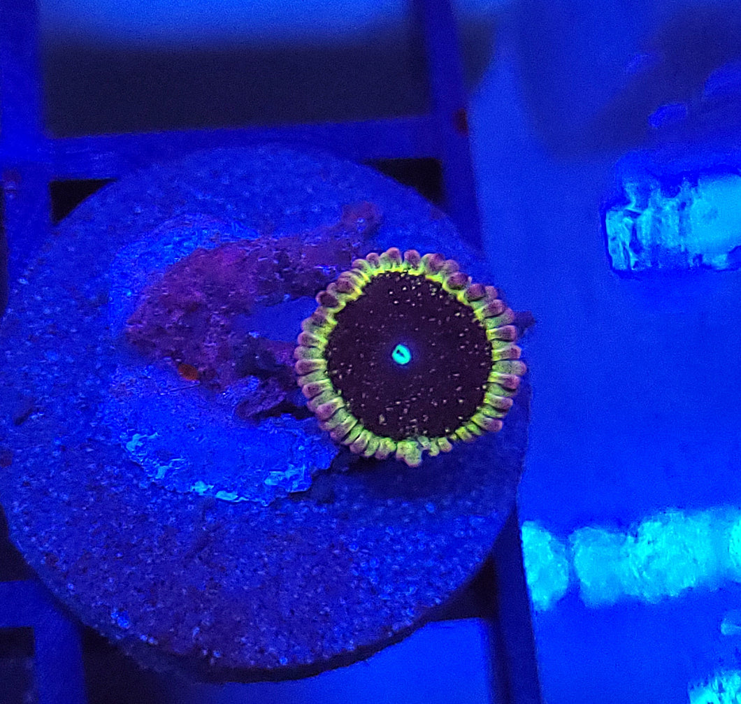 Pink Galaxy Zoa