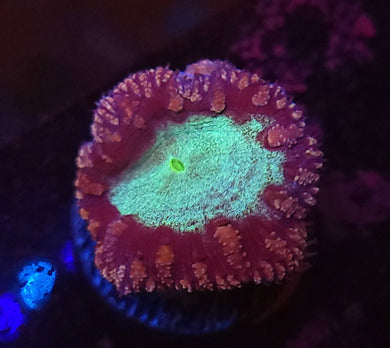 Pink & Teal Blasto