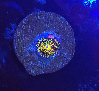OG Grim Reaper Zoas