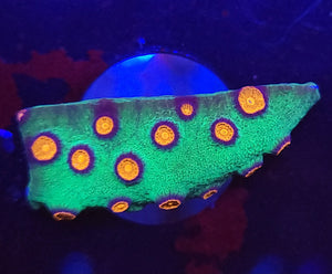 Alien Pox Cyphastrea