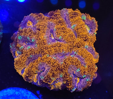 Pink Ring Acan Chunk