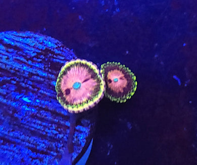Pink Diamond Zoas