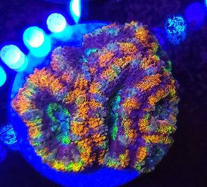 Skittles Rainbow Acan Chunk