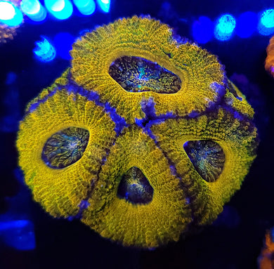 Ancient Sun Acan Chunk