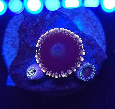 Pink Galaxy Zoas
