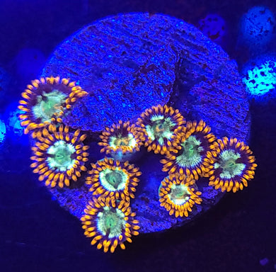 Alpha & Omega Zoas