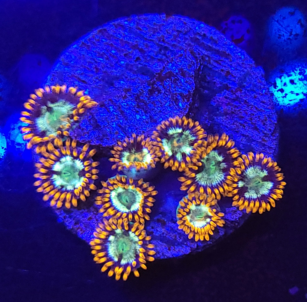 Alpha & Omega Zoas