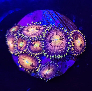 Pink Sakura Zoas