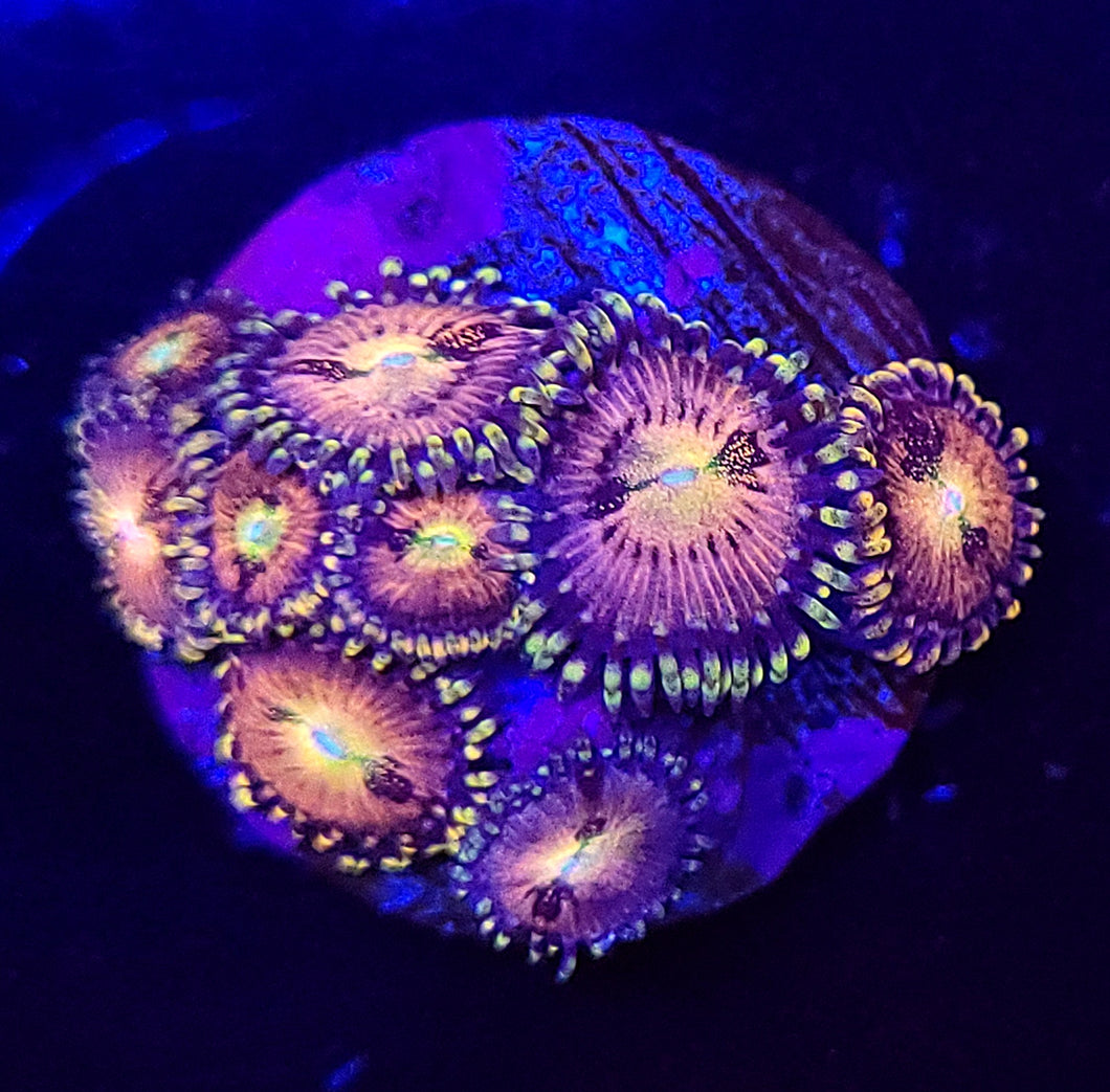 Pink Sakura Zoas