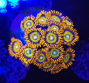 Speckled Fire & Ice Zoa Frag