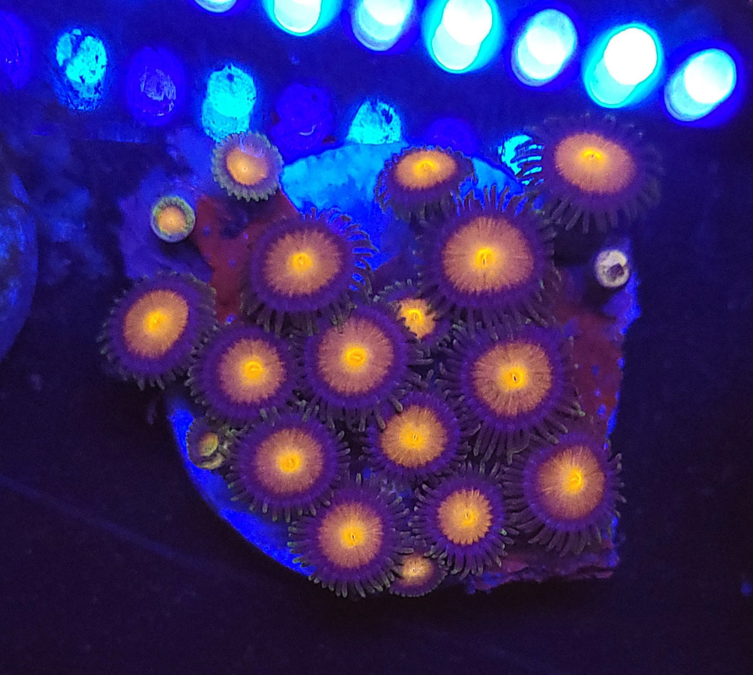 Burning Horizon Zoas