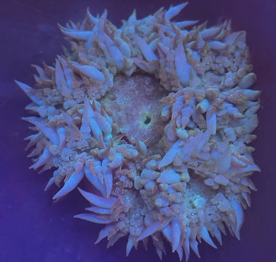 Frosted Skirt Rock Flower Anemone