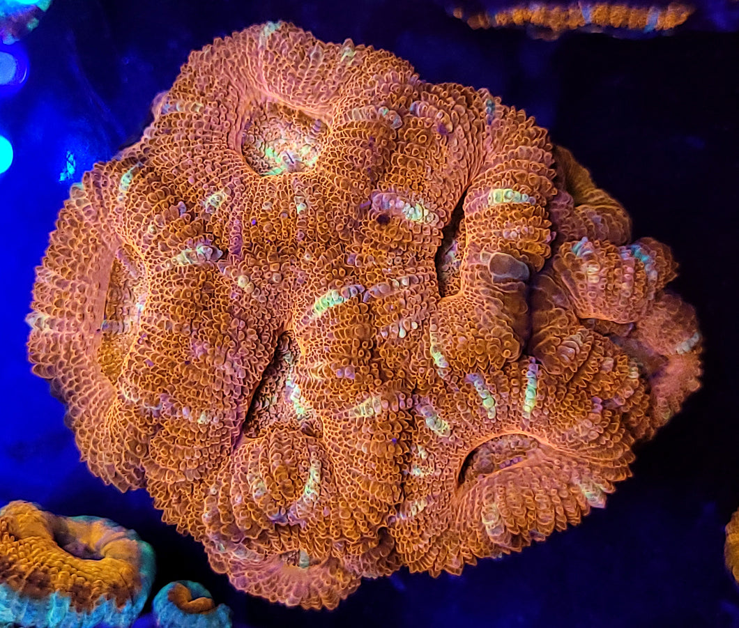 Candy Cane Acan Chunk