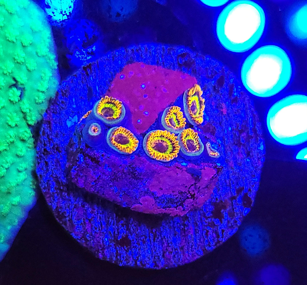 Fruit Loop Zoas