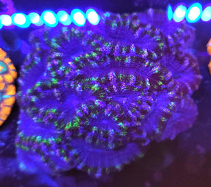 Grave Digger Acan Colony