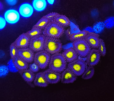 AOI Zoa Colony