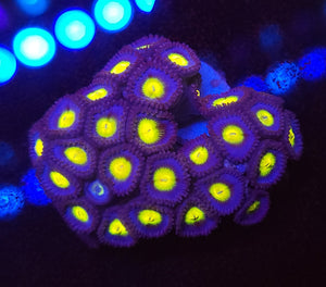 AOI Zoa Colony