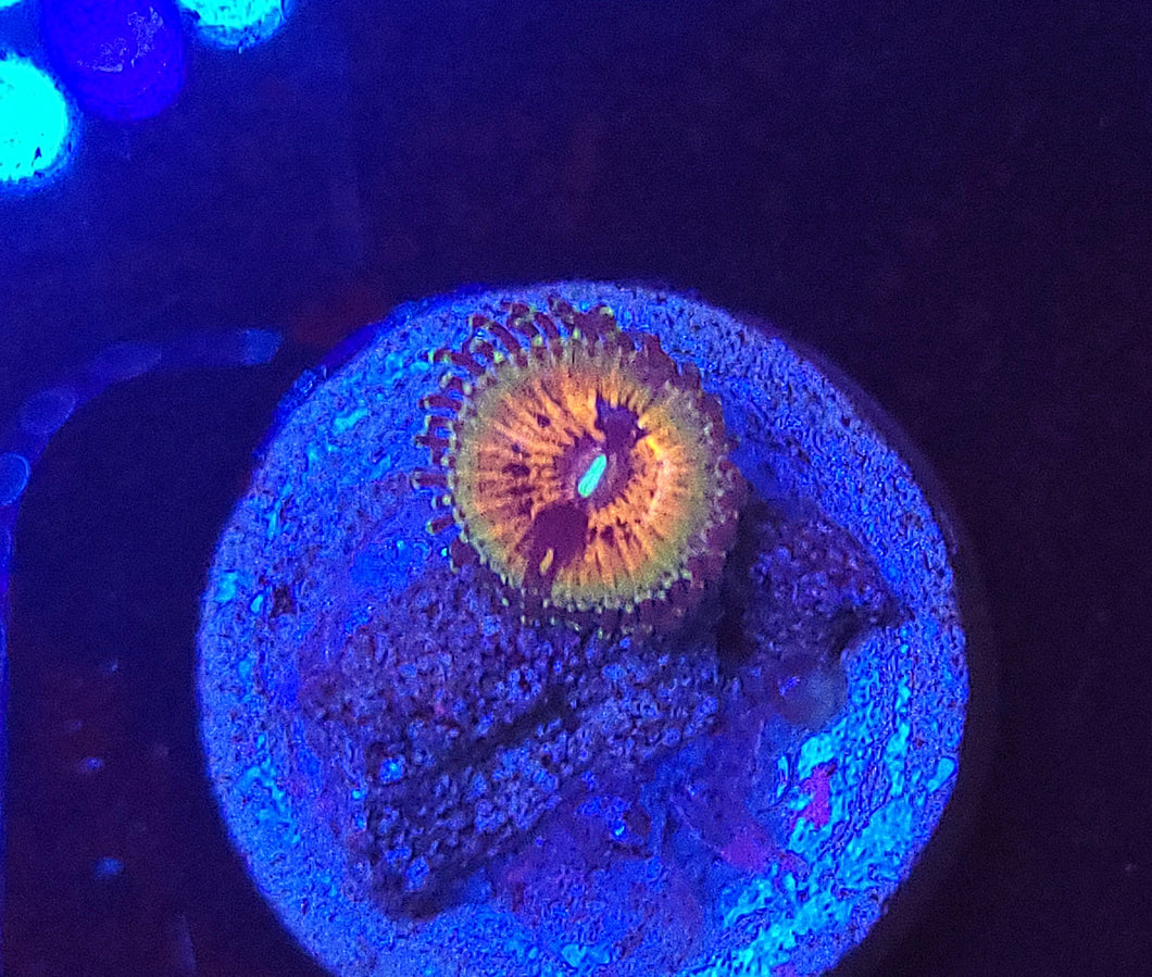 Bowtie Blaster Zoa