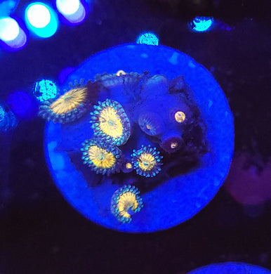 Pink Sakura Zoas