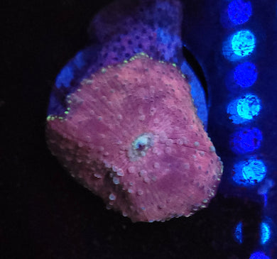 Pink & Teal Discoma Mushroom