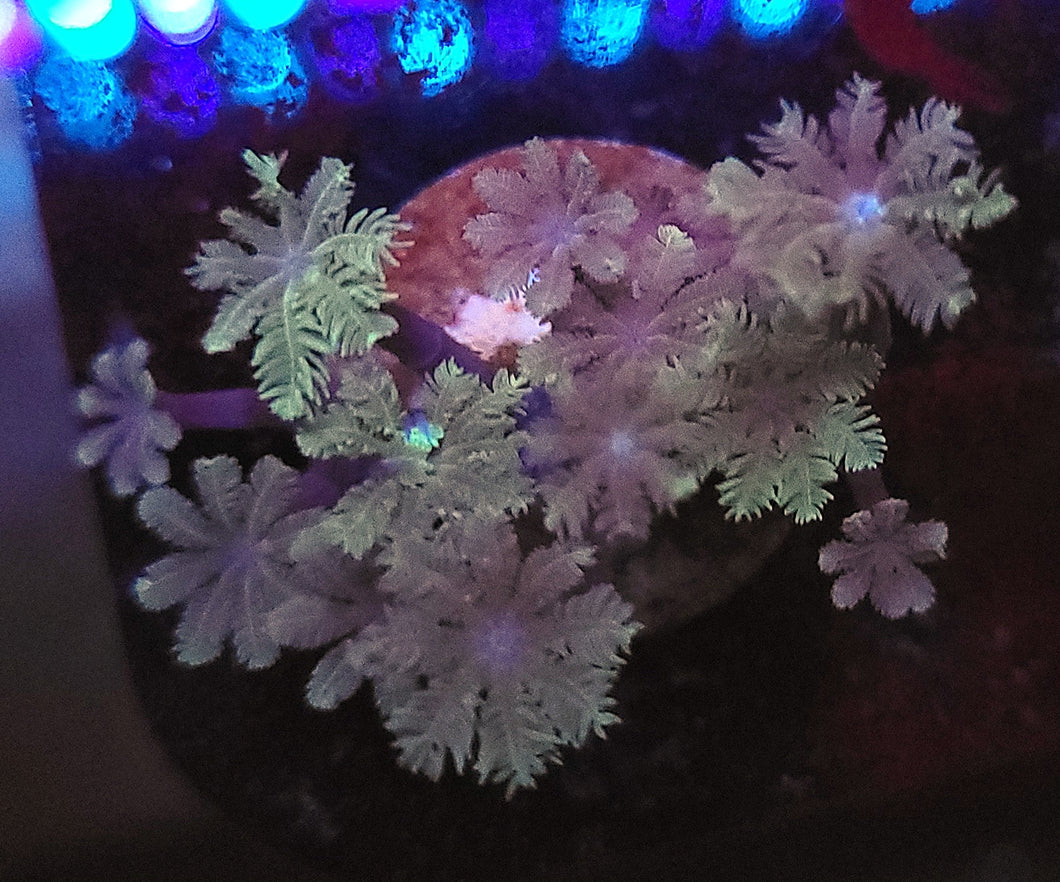 Frost Clove Polyps