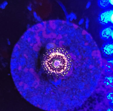 Pink Zipper Zoa