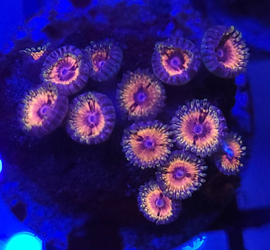 Cat Eye Zoas