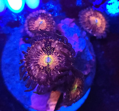 Pink Nirvana Zoas