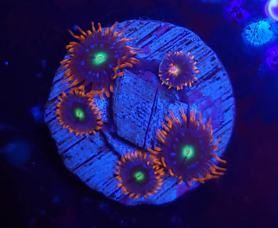 Alphaa & Omega Zoas