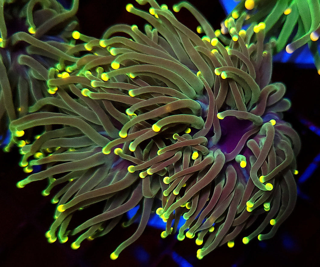 Double Malaysian Yellow Tip Torch