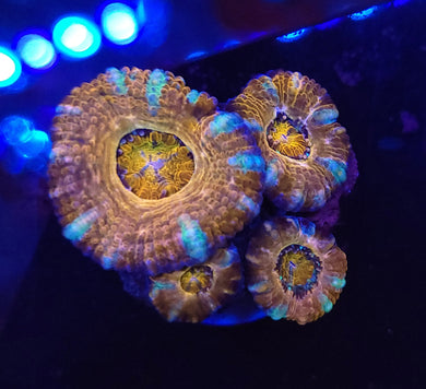 Pink Swirl Acans