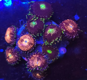Pink Nirvana Bozo Bday Zoa Combo