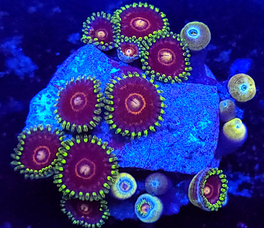 Cherry Sour Hornet Zoas