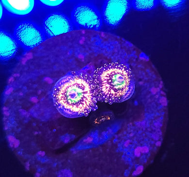 Pink Zipper Zoas