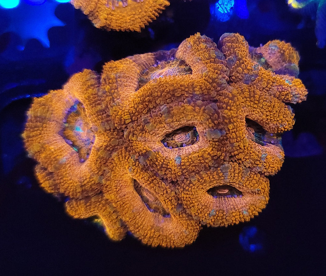 Pink Swirl Acan Mini-Colony