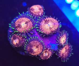 Pink Nirvana Zoas