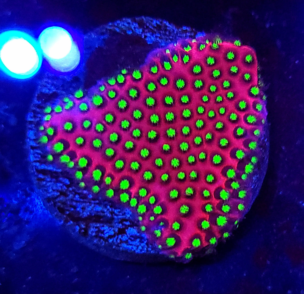 Pink Starburst Porites
