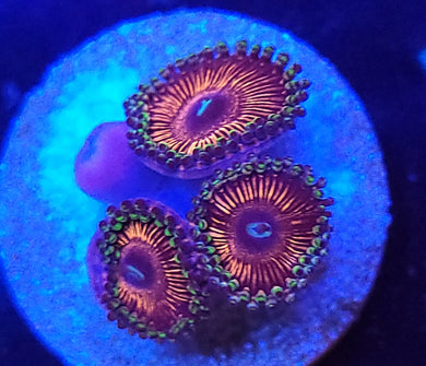 Pink Panther Zoas