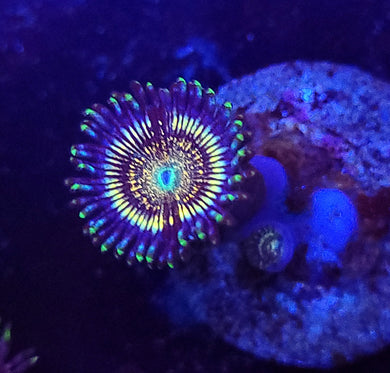 Petroglyph Zoas