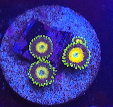 Scrambled Egg Zoas