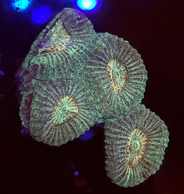 Pearl Favia