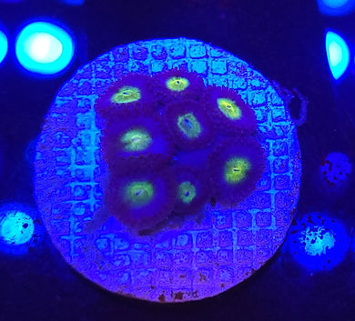 AOI Zoas