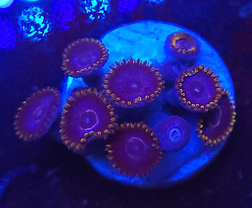 Twizzler Zoas