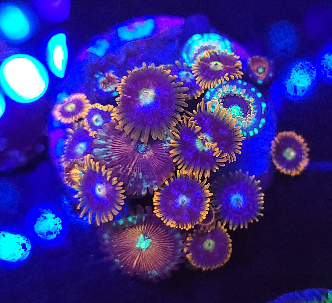 White Zombie / Fire & Ice Zoa Combo