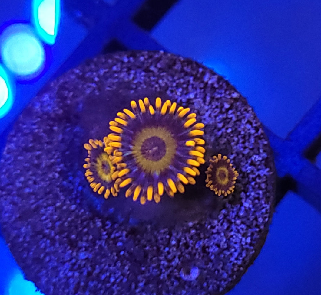 Orange Oxide Zoas